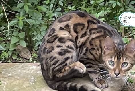 小区里看见一只流浪猫<strong></p>
<p>币猫</strong>，朋友看见照片后打来电话：行走的人民币呀
