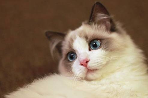 养了只布偶猫<strong></p>
<p>币猫</strong>，三个月后它带来了满床的人民币，主人笑疯了！