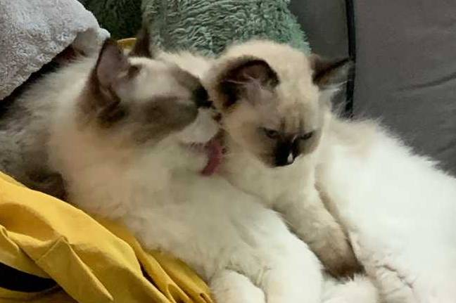 养了只布偶猫<strong></p>
<p>币猫</strong>，三个月后它带来了满床的人民币，主人笑疯了！