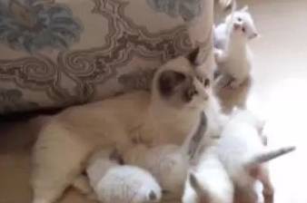 养了只布偶猫<strong></p>
<p>币猫</strong>，三个月后它带来了满床的人民币，主人笑疯了！