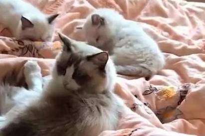 养了只布偶猫<strong></p>
<p>币猫</strong>，三个月后它带来了满床的人民币，主人笑疯了！