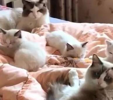 养了只布偶猫<strong></p>
<p>币猫</strong>，三个月后它带来了满床的人民币，主人笑疯了！