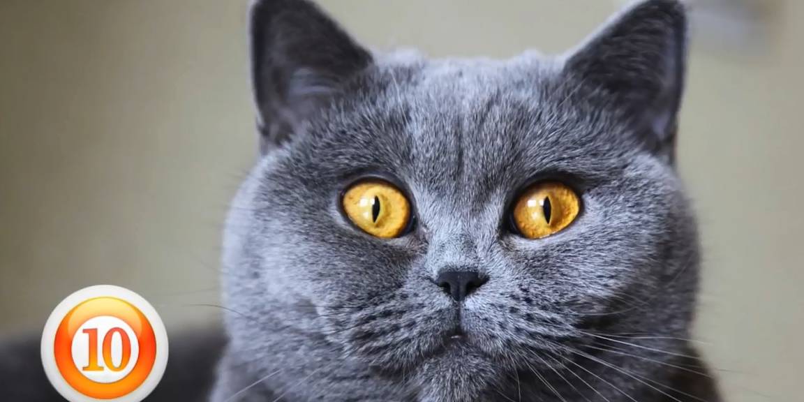 什么？身价70万人民币的喵星人？<strong></p>
<p>币猫</strong>！快来看这10种最贵的喵星人里有没有你家主子