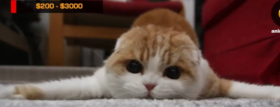 什么？身价70万人民币的喵星人？<strong></p>
<p>币猫</strong>！快来看这10种最贵的喵星人里有没有你家主子