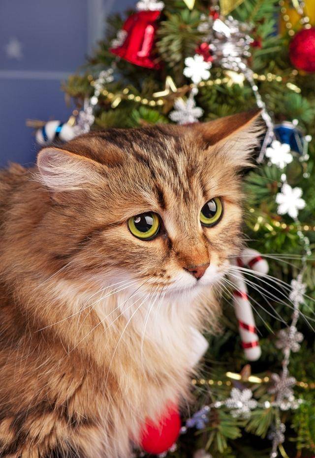 爱猫的铲屎官会有这3种表现<strong></p>
<p>币猫</strong>，你是真正爱猫的人吗？
