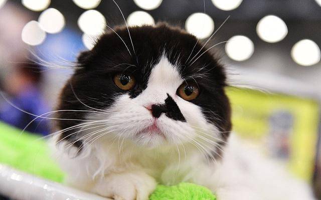 爱猫的铲屎官会有这3种表现<strong></p>
<p>币猫</strong>，你是真正爱猫的人吗？