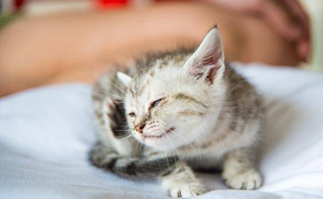 爱猫的铲屎官会有这3种表现<strong></p>
<p>币猫</strong>，你是真正爱猫的人吗？