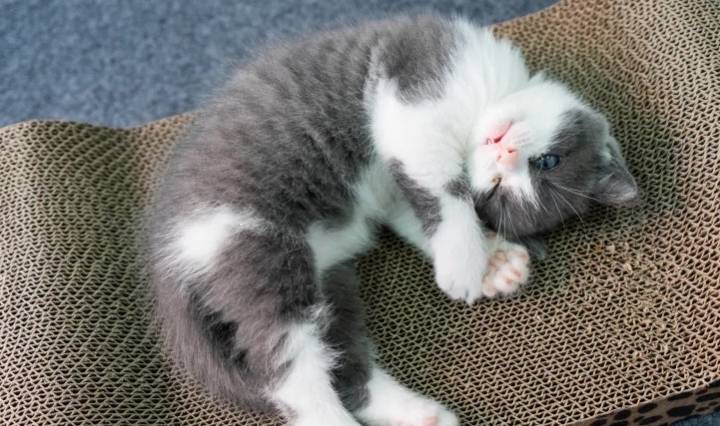 中国第一只克隆猫：猫奴花费25万只为与自己死去的猫再续前缘