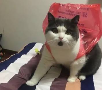 中国第一只克隆猫：猫奴花费25万只为与自己死去的猫再续前缘