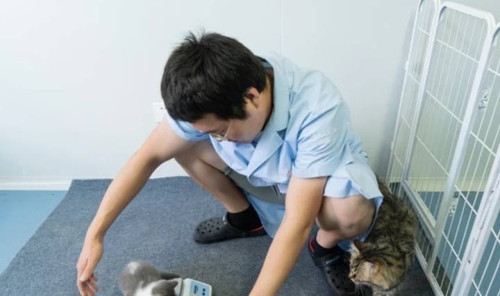 中国第一只克隆猫：猫奴花费25万只为与自己死去的猫再续前缘