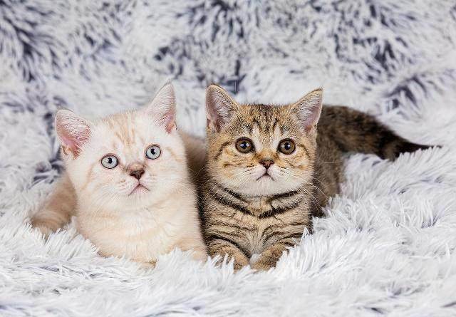 养猫有三大烦恼：最烦恼的是猫毛满屋飞<strong></p>
<p>币猫</strong>！