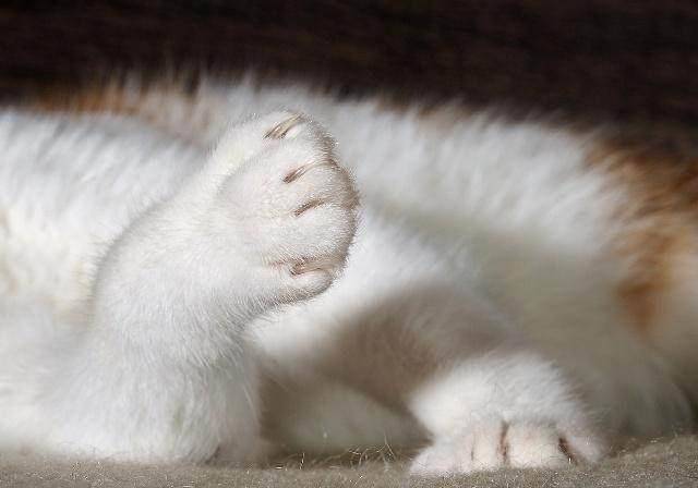养猫有三大烦恼：最烦恼的是猫毛满屋飞<strong></p>
<p>币猫</strong>！