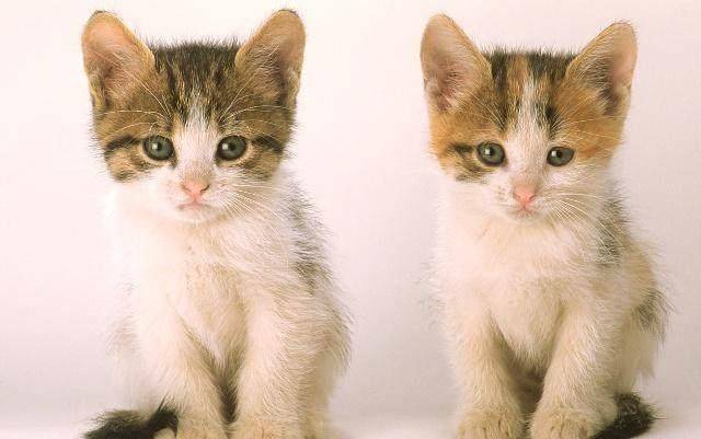 养猫有三大烦恼：最烦恼的是猫毛满屋飞<strong></p>
<p>币猫</strong>！