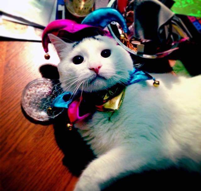 养猫有三大烦恼：最烦恼的是猫毛满屋飞<strong></p>
<p>币猫</strong>！