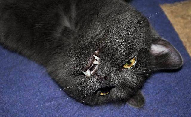 养猫有三大烦恼：最烦恼的是猫毛满屋飞<strong></p>
<p>币猫</strong>！