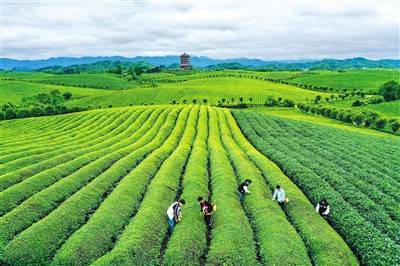 东方之饮<strong></p>
<p>香币</strong>，香飘世界