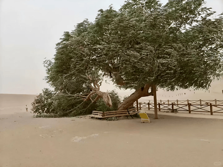 敦煌鸣沙山月牙泉“夫妻柳”被大风吹断裂<strong></p>
<p>美股mo</strong>？景区回应：已采取保护措施