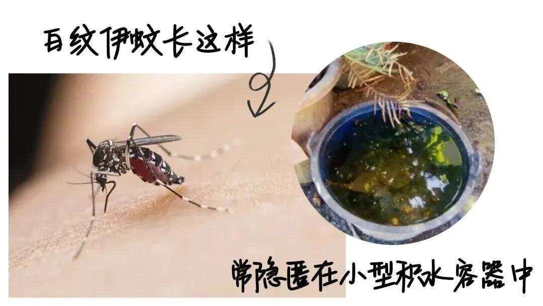 全球“最毒”的蚊子为何批量北上<strong></p>
<p>波音</strong>？专家揭示白纹伊蚊北迁祸因及防蚊绝招
