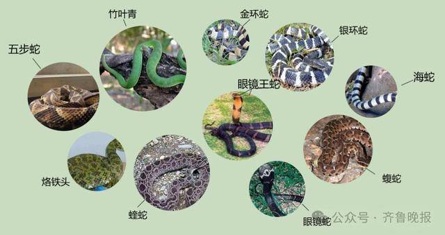安徽宣城一男子走路玩手机<strong></p>
<p>美股pg</strong>，一脚踩中打架的竹叶青和五步蛇，被俩毒蛇咬3口！医院：暂无生命危险，正在治疗