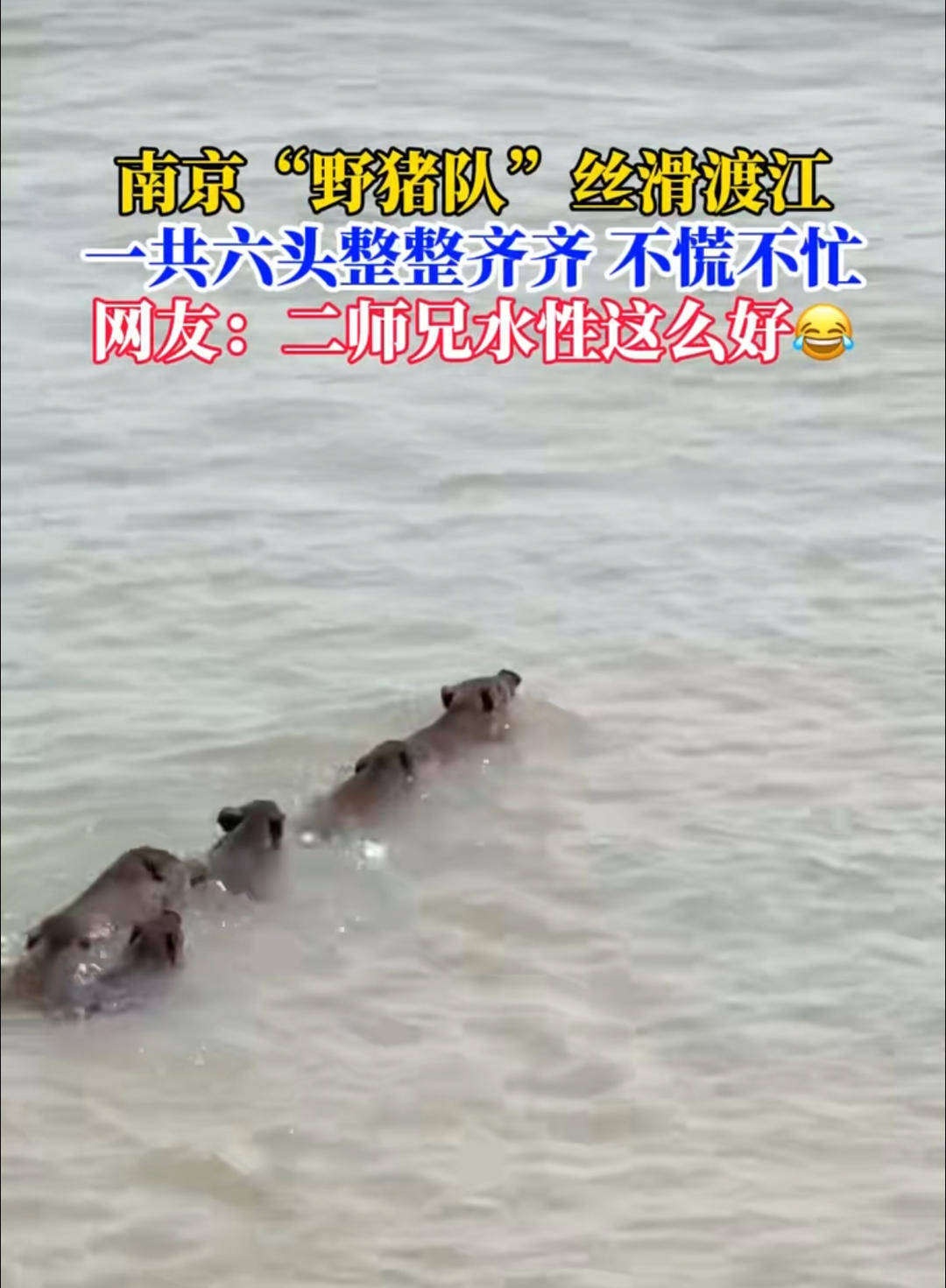 南京六头野猪组队渡长江<strong></p>
<p>美股</strong>，网友：天蓬元帅天上管水军的