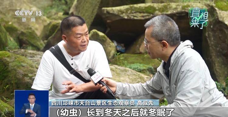 网传萤火虫濒临灭绝<strong></p>
<p>美股MU股票</strong>，是真的吗？